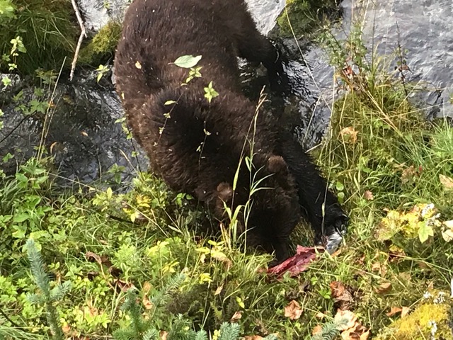 Hyder, AK bear 2.jpeg