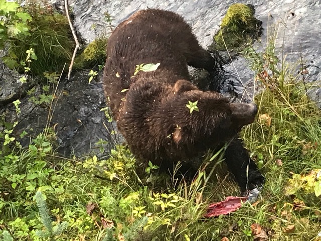 Hyder, AK Bear 4 .jpeg