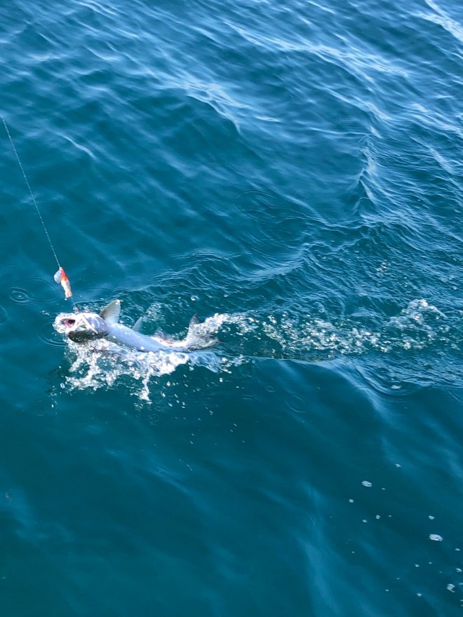 zRYg8qtsT2GHCg3amlxr9g